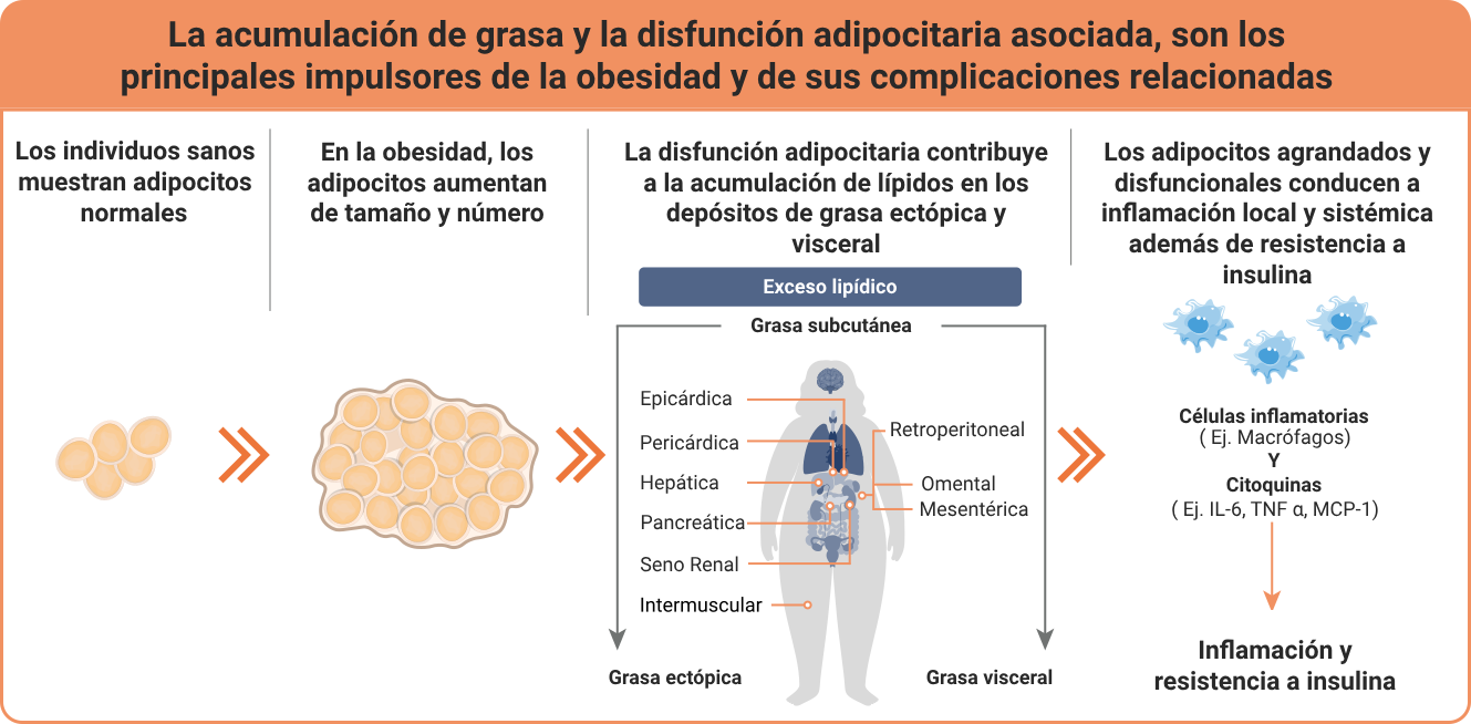 acumulación de grasa y disfunción asociada