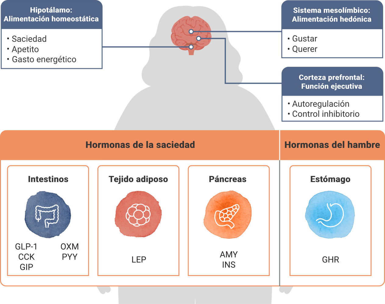 Adaptación metabólica. Cómo el cuerpo se resiste a la reducción de peso.